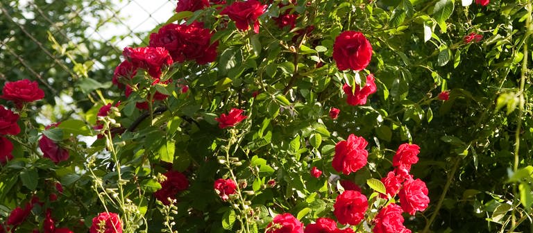 Rote Rosen im Garten (Foto: Colourbox)