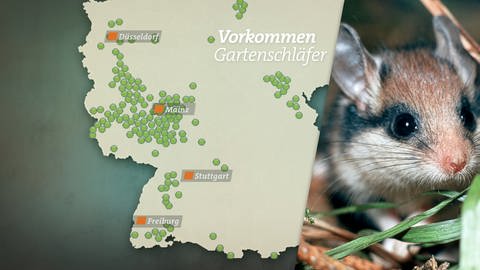 Karte Vorkommen Gartenschläfer (Foto: SWR)