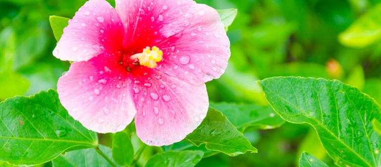 Hibiskusblüten m Strauch im Garten (Foto: Colourbox)