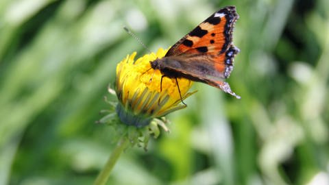 Schmetterling auf Wildblume (Foto: Colourbox, Photographer: Morten Clausen, mo)