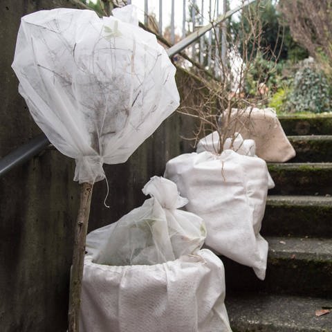 Kübelpflanzen stehen auf der Treppe und sind für den Winter eingepackt (Foto: IMAGO, IMAGO Bildnummer: 0092389911)