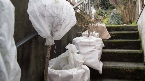 Kübelpflanzen stehen auf der Treppe und sind für den Winter eingepackt (Foto: IMAGO, IMAGO Bildnummer: 0092389911)