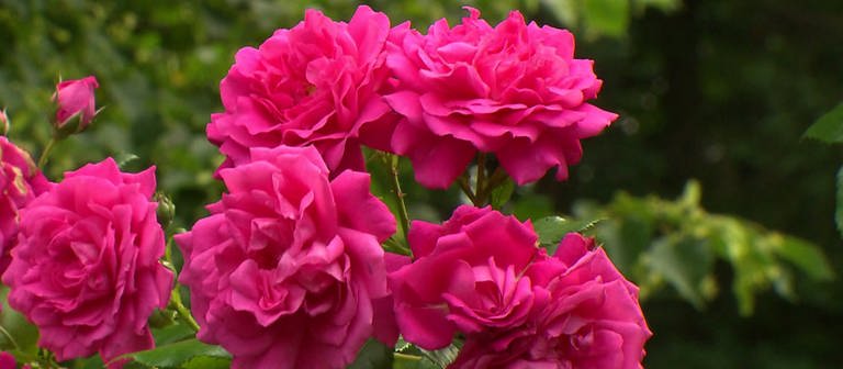 Pinkfarbene Rosen an Strauch im Garten (Foto: SWR)