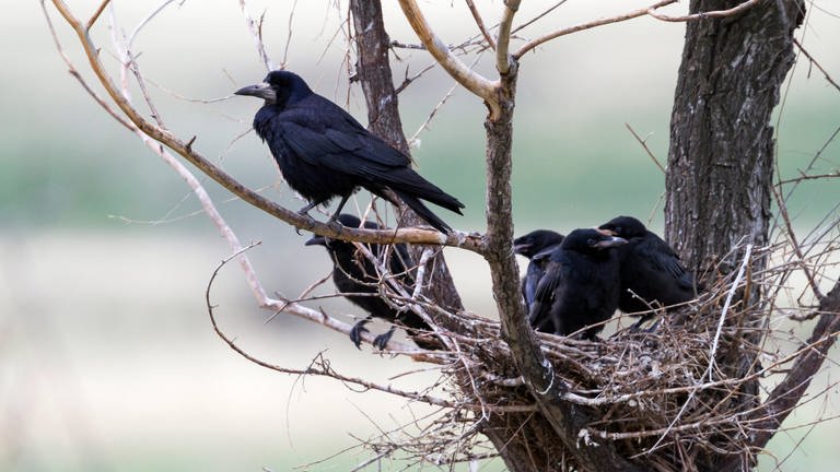 Krähe im Nest (Foto: IMAGO, Bildnummer: 0093682481)