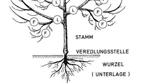 Grafik: Aufbau eines veredelten Obstbaumes (Foto: Obst- und Gartenbauverlag -)