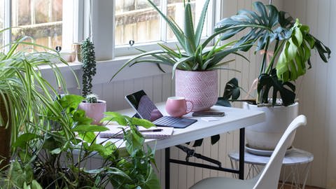 Verschiedene Zimmerpflanzen auf dem Schreibtisch (Foto: Getty Images, Bild-Nr.: 1284479466)