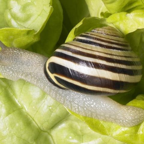 Schnecke auf Salat (Foto: Colourbox.de -)