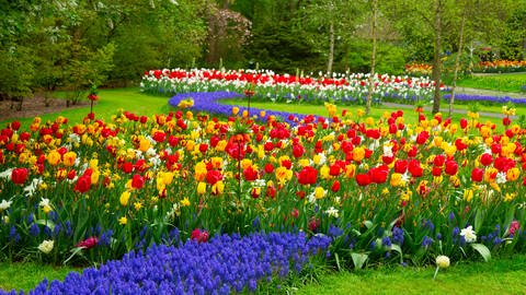 Narzissen und Tulpen im Garten (Foto: Colourbox)