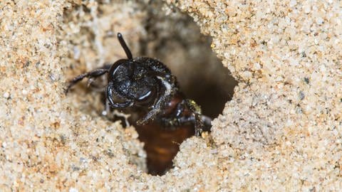 Biene schaut aus einem Sandloch (Foto: IMAGO, Bildnummer: 0146058457)
