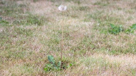 Rasen mit Pusteblume (Foto: Colourbox, Jens Gade)