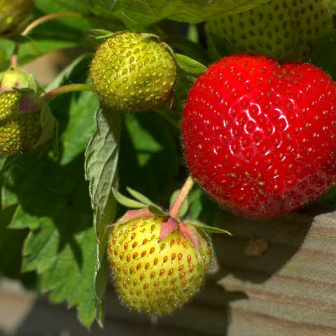Erdbeere am Strauch (Foto: Colourbox)