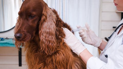 Hund wird vom Tierarzt geimpft (Foto: istock)