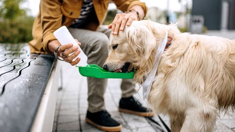 Hund trinkt Wasser unterwegs aus spezieller Flasche (Foto: istock)