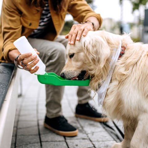 Hund trinkt Wasser unterwegs aus spezieller Flasche (Foto: istock)