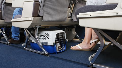Haustier in Transportbox im Flugzeug (Foto: istock)