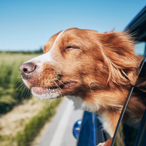 Hund fährt mit dem Auto mit in den Urlaub (Foto: istock)