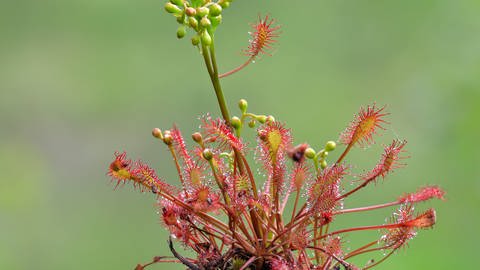 Sonnentau, Drosera rotundifolia  (Foto: IMAGO, Bild-Nr.: 0144010148)