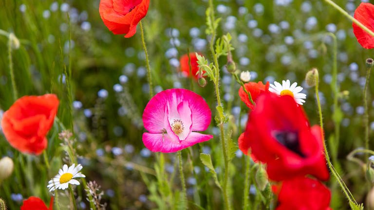 Eine wilde Wiese mit Blumen im Garten zieht Nützlinge an.  (Foto: Colourbox)