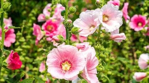 Rosarote Blütenpracht (Foto: Getty Images, Thinkstock -)