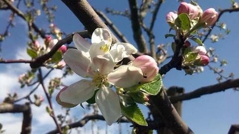 Apfelbaum mit Blüten