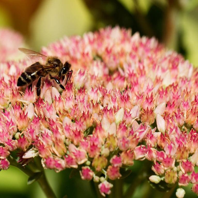 Biene sitzt auf einer Blütendolde der Fetthenne (Foto: Colourbox, Foto: Colourbox.de -)