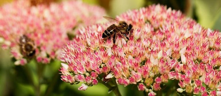 Biene sitzt auf einer Blütendolde der Fetthenne (Foto: Colourbox, Foto: Colourbox.de -)