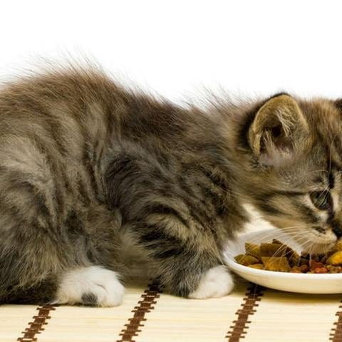 Katzen sind eigentlich Fleischfresser. Bei Industriefutter sind sie mitunter ziemlich wählerisch.