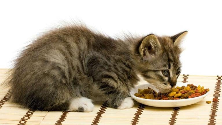 Katzen sind eigentlich Fleischfresser. Bei Industriefutter sind sie mitunter ziemlich wählerisch.