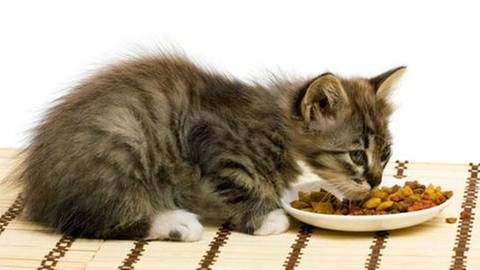 Katzen sind eigentlich Fleischfresser. Bei Industriefutter sind sie mitunter ziemlich wählerisch. (Foto: Colourbox, Colourbox -)