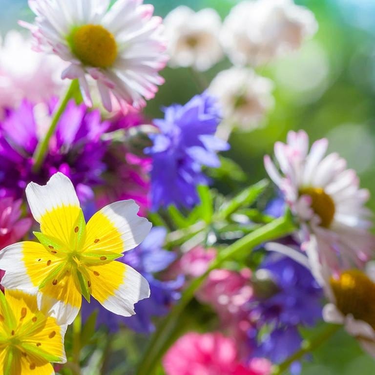 Ein Blumenstrauß (Foto: Colourbox, Foto: Colourbox.de -)