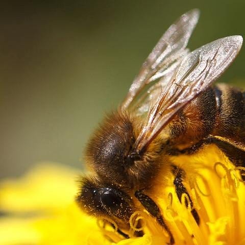 Eine Biene sitzt auf einer gelben Blume