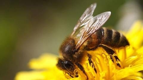 Eine Biene sitzt auf einer gelben Blume (Foto: SWR, Foto: Colourbox.de - FomaA)