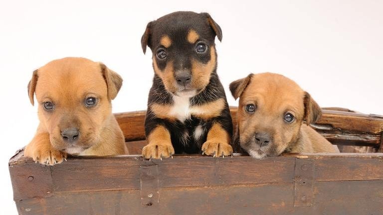Drei Hundewelpen schauen aus einer Kiste heraus (Foto: Getty Images, Thinkstock -)