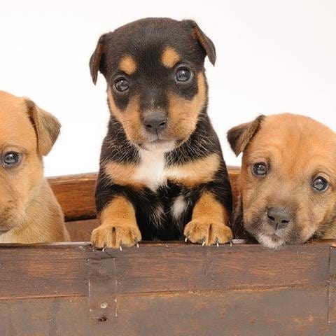 Drei Hundewelpen schauen aus einer Kiste heraus