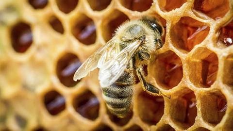 Eine Biene sitzt auf einer Bienenwabe (Foto: Getty Images, Thinkstock -)