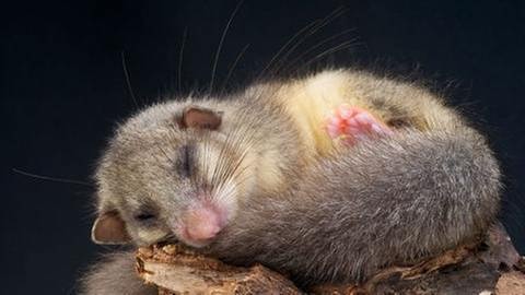 Ein Siebenschläfer liegt auf einem Baumstamm und schläft (Foto: Getty Images, Thinkstock -)