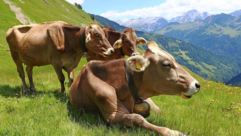 Kühe auf der Weide (Foto: Colourbox)