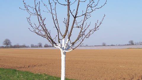 Weiß gekalkter Baum  (Foto: SWR, Christiane Gorse)