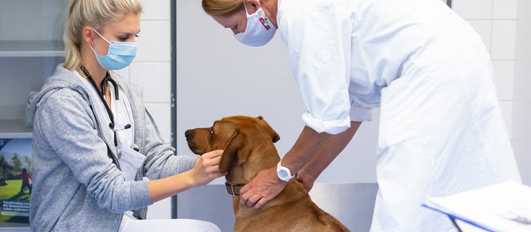 Eine Hündin beim Tierarzt (Foto: dpa Bildfunk, picture alliance/dpa | Sven Hoppe)