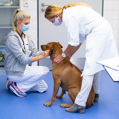 Eine Hündin beim Tierarzt (Foto: dpa Bildfunk, picture alliance/dpa | Sven Hoppe)