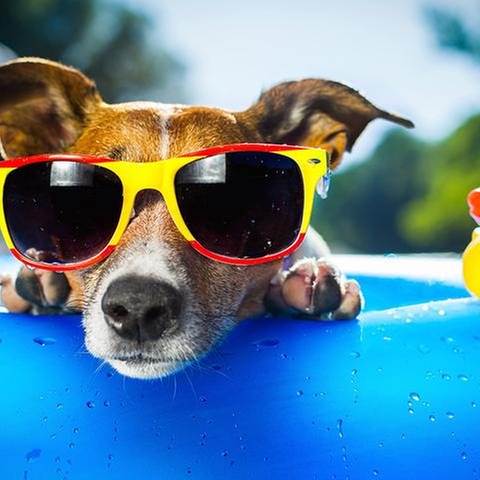 Ein Hund mit Sonnenbrille liegt im Swimmingpool