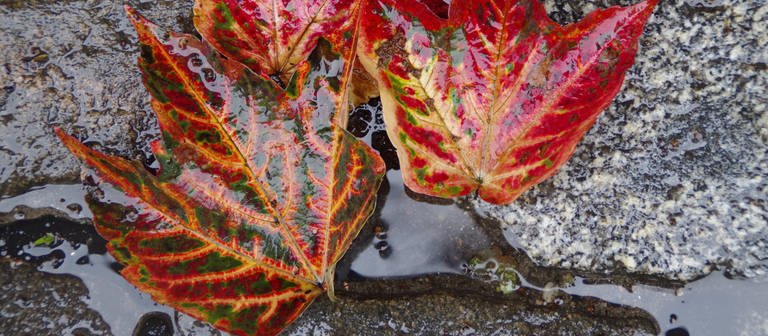 Verfärbte Laubblätter liegen auf feuchten Pflastersteinen  (Foto: IMAGO, imago/Markus Tischler)
