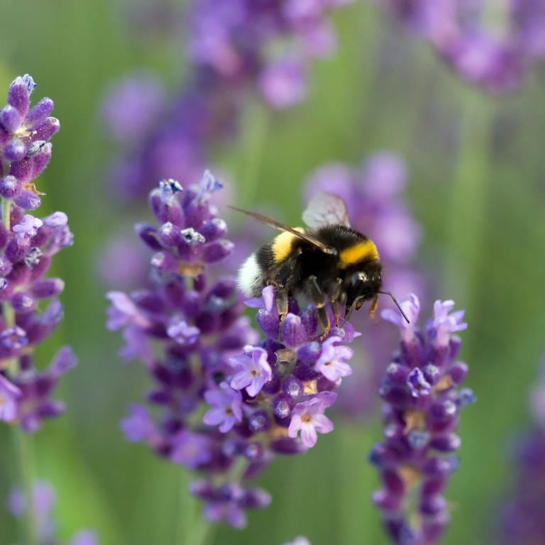 Hummel auf Lavendel-Blüte (Foto: Colourbox, Fedor Selivanov)