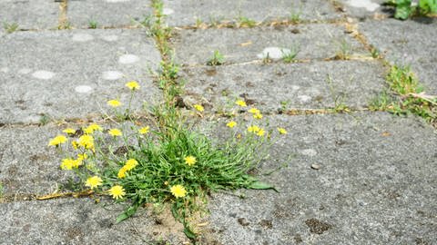 Beikraut wächst aus dem Boden (Foto: Colourbox, Jens Gade)