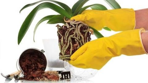 Die Wurzel einer Orchidee wird mit Gummihandschuhen gehalten.