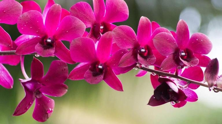 pinke Orchideenblüten