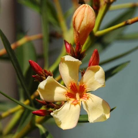 Oleander (Foto: SWR, SWR - Foto: Dorothée Panse)