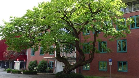 Trompetenbaum - auch für Balkone geeignet (Foto: IMAGO,  rech via www.imago-images.de)