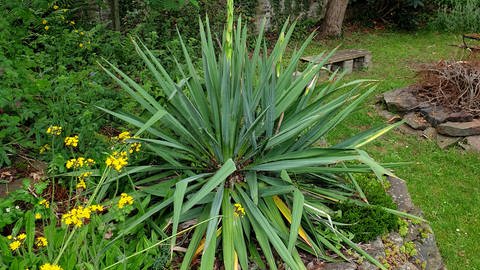 Palmlilie im Garten (Foto: IMAGO, IMAGO / blickwinkel)