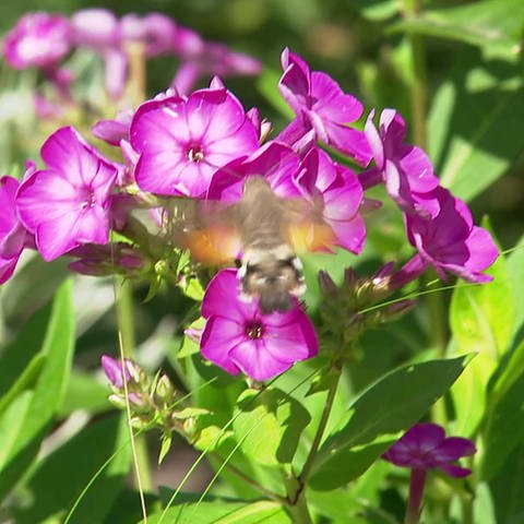Insekt vor lila Blüte (Foto: SWR)